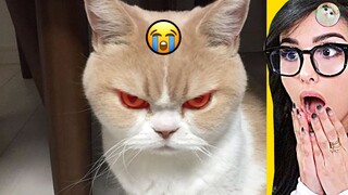 tiktok mashup 2021: Angry Pets soo funny | Best Angry Funny Animal Videos Of The Month  🐶 Dogs And 😹