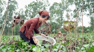 Cả gia đình quây quần cùng nhau làm bún ốc đậu dân dã I Mái Nhà Tranh