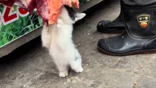 小猫抱着路边的肉啃了起来，老板很温馨的说：没事它吃不了多少