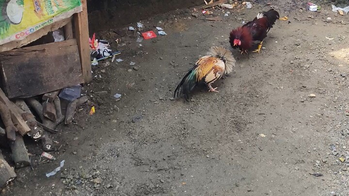 Oct 12 Talisay vs Pula