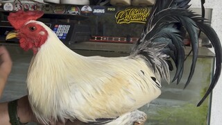 KANAWAYON HATCH (From: Cock’s N Blade Gamefarm)