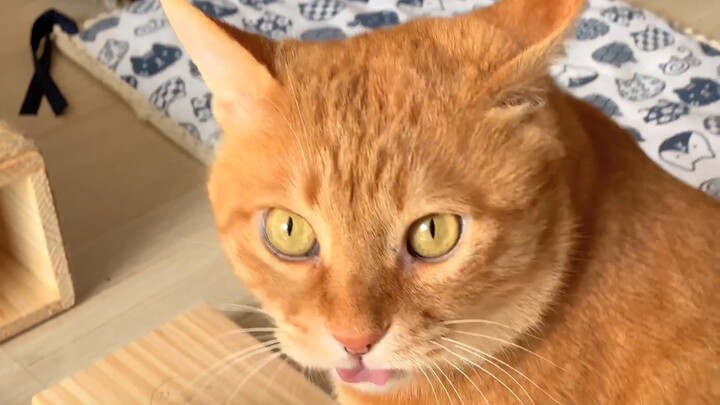 แมว : ฉันก็มีโครงปีนป่ายสำหรับแมวเหมือนกัน