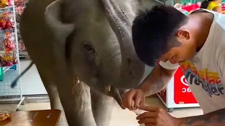 Chú voi con thông minh nũng nịu xin sữa từ du khách