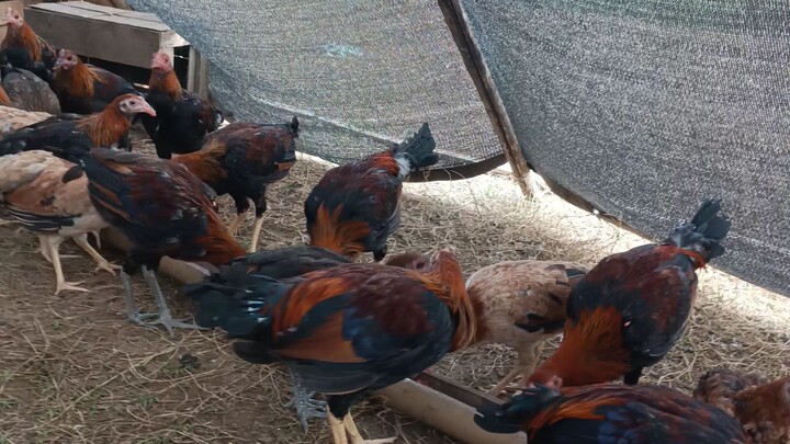 nat'l banded