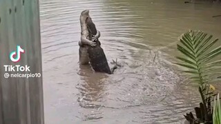 Sweet crocodile dancing together 😍