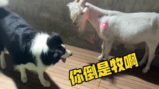 Border Collie: Jangan sia-siakan tenagamu, sistemku tidak bisa mengenali domba!