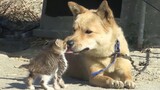 [Hewan]Anjing menyembunyikan anak kucing di kandang