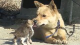 [Animals]The dog hid a kitten in the kennel