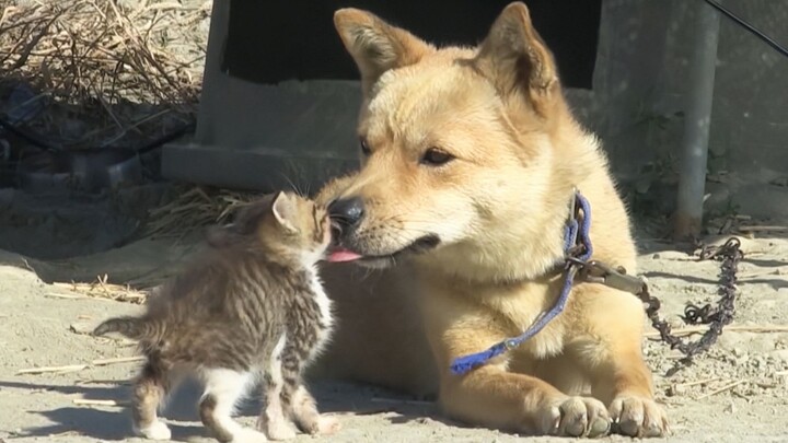 狗狗在狗窝里藏了个宝贝，是一只路边捡回来的小猫，跨越物种的爱