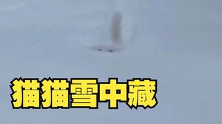 Cats are hiding in the snow. I heard that snowy days go well with cats.