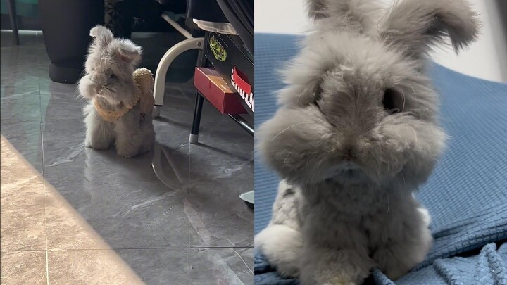 Kelinci peliharaan seorang wanita tampak bak boneka berbulu, netizen: Kok kelincinya malah jadi miri
