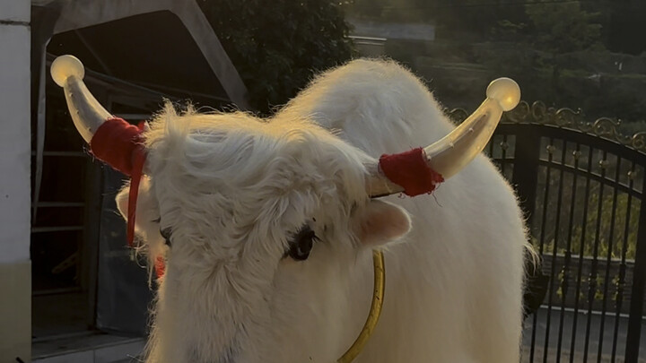 Tôi mua một con bò đực giống tí hon trên mạng. Người bán cam đoan giá sẽ không tăng nhiều. Giá tăng,