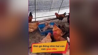 Gà này chuẩn VN rồi, thấy tai nạn đánh nhau là ùa ra hóng tiktoknews vnnnfunfact vnnn thegioidongvat dongvat fyp foryoupage thucung chó