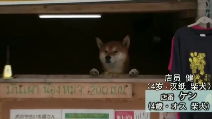 Di Jepang ada sebuah toko yang “berbisnis demi anjing, dikelola oleh anjing”.