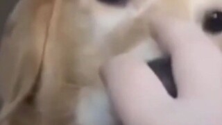 鸟都明白的道理，你咋就不明白呢