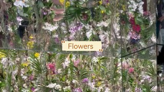 Teamlab museum (Japan Tokyo)