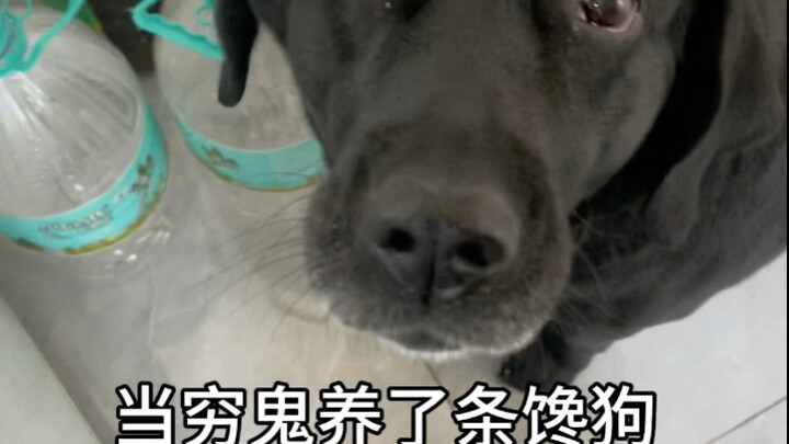 When a broke guy adopts a greedy dog