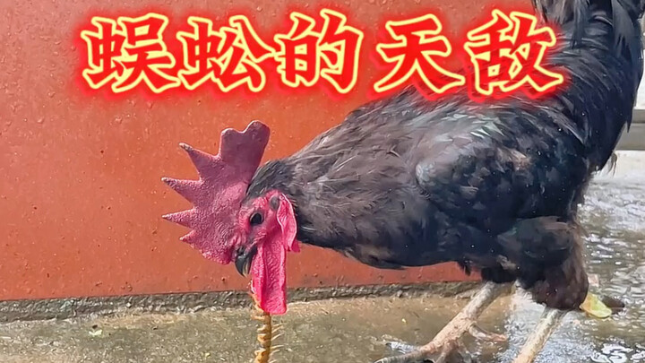Ayam jantan: Memakan kelabang itu spesialisasi saya, harus dimakan perlahan-lahan.