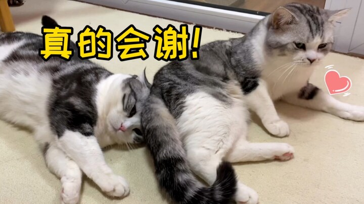 Gue ngakak nggak bisa berhenti! Ini adab di Negeri Kucing? Kalau sayang sama dia, harus kasihin boko