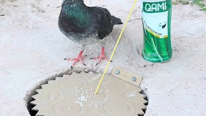 [World Curiosities Commentary] The latest video is here—come check it out!