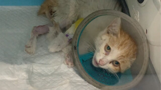 A stray cat was rescued by a kind-hearted person. It had injuries on its limbs and suffered a sudden