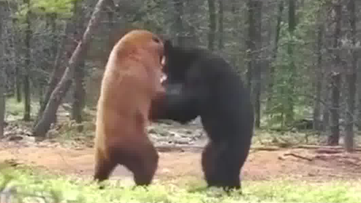 The power of tm bear