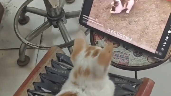 原来小猫也爱看猫和老鼠啊！