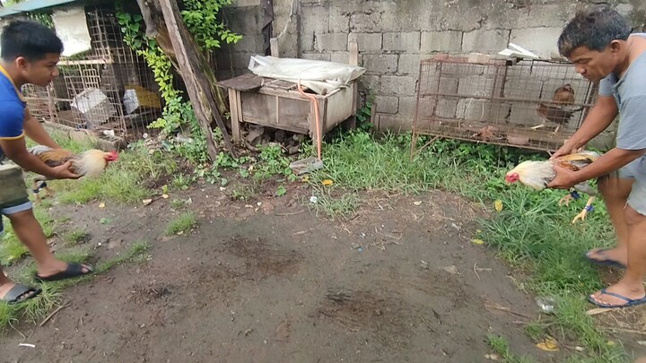 pwede na siguro