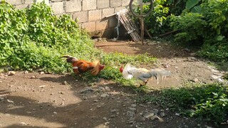spar 1