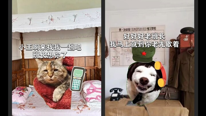 المدير: يبدو أن مكالمات الاحتيال كثيرة اليوم؟ #ميم_القط