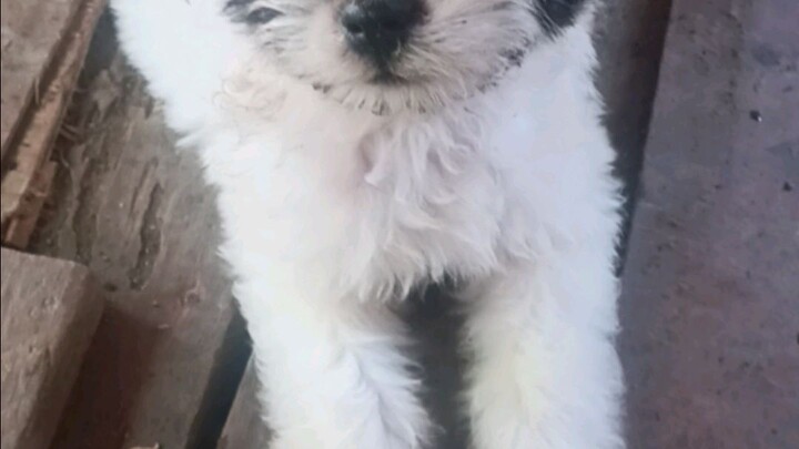 puppylove