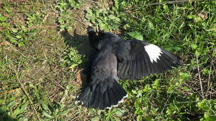 Akhir pekan mood jelek, burung murai: Ngapain aku peduli? Dah!