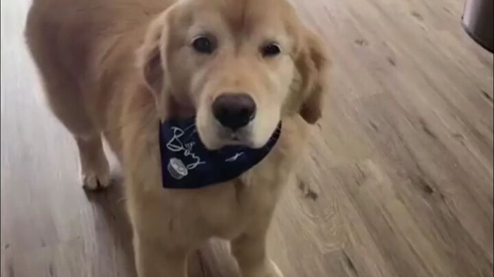 Mà Vĩ, em cứ đùa giỡn kiểu chân to đầu to thế này_ Mà Vĩ_ Chó Golden_ Thú cưng dễ thương_ Đáng yêu_ 