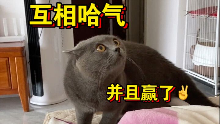 Mèo chào mình à? Thì mình phải chào lại chứ!