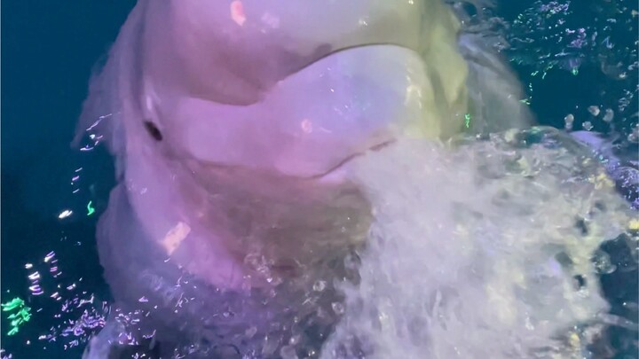 一言不合就吐我😒