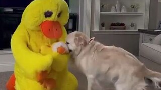 Dressed up as the duck toy my dog loves—let's see how it reacts!