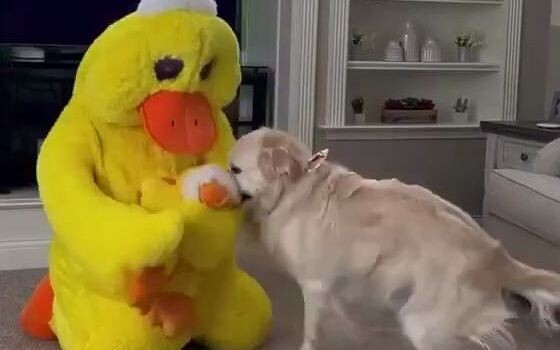 ارتدي زي لعبة البطة المفضلة لدى الكلب، وانظر كيف سيكون رد فعله