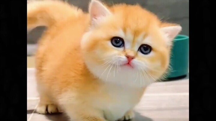 สัตว์เลี้ยงน่ารักมากเลย