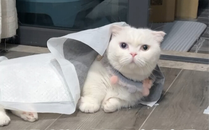 Baru-baru ini saya menyadari bahwa kucing di rumah saya semakin lama semakin bodoh!