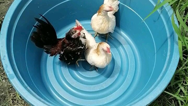 ligo time muna