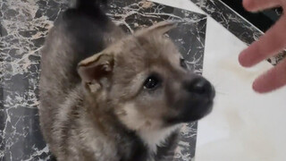 Bà nội mang đến một chú chó cỏ nhỏ.