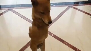 Cái này thực sự khiến tôi bật cười