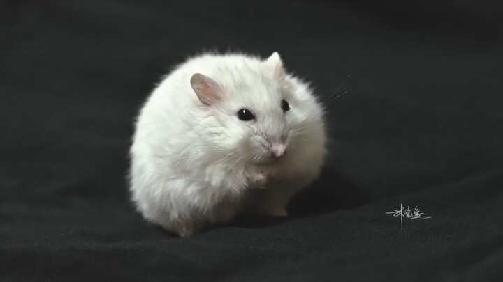 Hamster bathing in upgraded slow motion