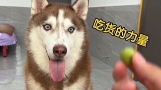 Tồi rồi, con Husky nhà tôi đột nhiên thông minh lên rồi!