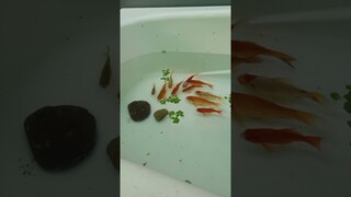 Bể Cá Thủy Sinh Sau 1 Năm Đã Thay Đổi Những Gì