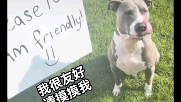 Adorable dog begs for pets—your heart will be healed!