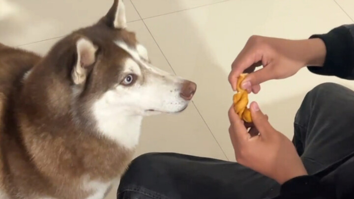 What will a Husky do when its owner deliberately denies it a reward?