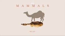 Mammals_2024_S01E05_Heat