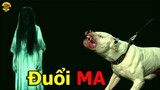 🔴Rợn Gáy Với 7 Loài Động Vật Nhìn Thấy Ma...Nếu Thấy Dấu Hiệu Này Bạn Hãy Chạy Ngay Đi