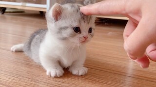 Munchkin Kitten Learning How To Walk.